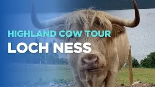 Loch Ness Highland Cow Tours 2025 Recap | Our Favourite Moments with the Heilan Coos
