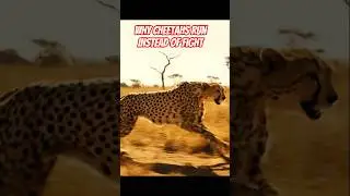Dlaczego gepardy biegają, zamiast walczyć? Nauka stojąca za prędkością #CheetahFacts #wildlifeedu...