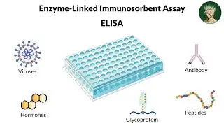 Enzyme-Linked Immunosorbent Assay (ELISA) |شرح بالعربي