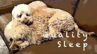 Pawsitive Minds - Sleeping