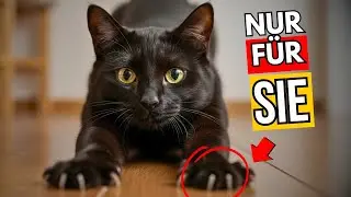 5 Dinge, die Katzen NUR für ihre LIEBLINGSmenschen tun!