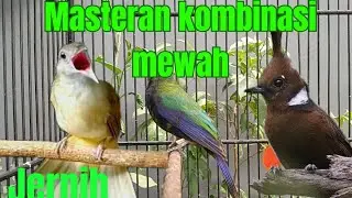 Masteran murai kombinasi mewah ,cocok untuk murai batu, pentet,cucak ijo, dan lain²