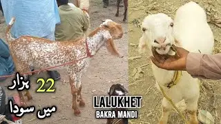 Lalukhait Bakra Mandi Karachi Rates 27-Jul-2025 | Infotainment 