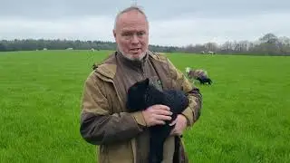 Farmer Rob finds a poorly ewe!