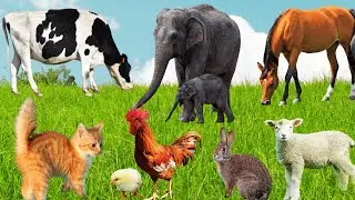 Exicted Animal Activities: Horse, Dog, Cat, Elephant, Rabbit, Goat  - Pets & Animals,  Animal Sounds