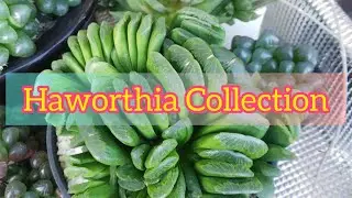 Haworthia Collection☺️🤲💞