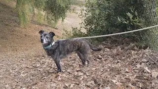 &ldquo;Abandoned&rdquo; No-Kill