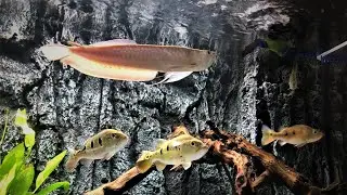 PREDATOR FISH FEEDING  *WARNING*  ((LIVE FEEDING))