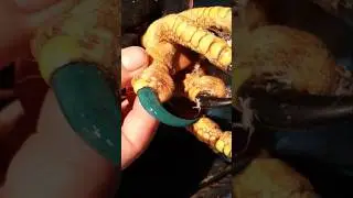 How Bald Eagles Crush Prey with 400 PSI Talons!