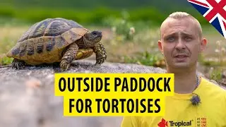 TROPICAL | Outside paddock for tortoises (ENG SUB)
