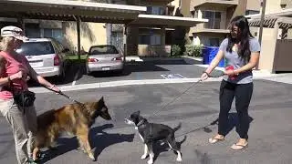 Politely Passing Other Dogs on a Walk