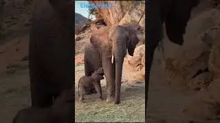 Elephant_&_Her_Baby_In_Wonderful_Natural_Moment___#wildlife #elephant #nature