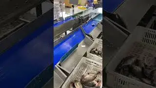 Fish weight sorting machine #fishing #seafoodprocessing #seafood #food