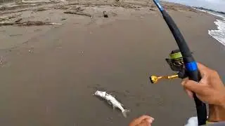 Buena pesca en Tecolutla Ver.... Robalada🎣🎣🎣🙏