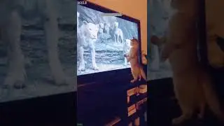 Cute Animals 😻 Cat videos Compilation 🐈&zwj;⬛ # #1649