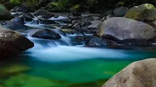 Ambient Green Stream Flow with Forest Nature Sounds for Meditation, Sleep and Wellness