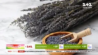 Как правильно собирать и сушить лаванду – советы садовой блогерки Тони Лесик