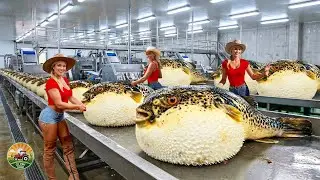 How Millions of Pufferfish Are Caught and Processed Inside the Sashimi Meat Processing Industry