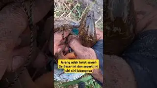 Terciduk lagi Belut babon di irigasi sawah #ngurekbelut #mancingbelutdisawah #mancingbelutbesar