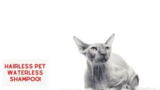 How to use WATERLESS SHAMPOO on your Hairless Pets!