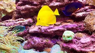 Review: Quarantined Fish From Dr. Reef (aka Affordable Saltwater)