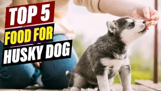 Best Food for Huskies: Fuel Your Energetic Companion