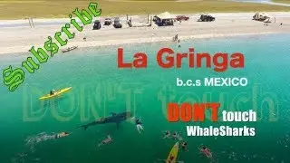 Swimming with whale sharks @ La Gringa