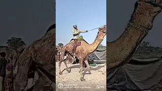 Out of control | camel attack | camel shorts | camel videos |