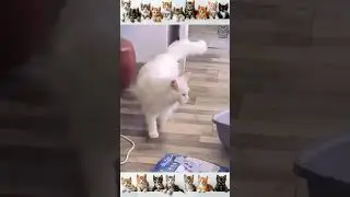 🐾 Funny Cat Videos 2024 🤣 #funnycats #cat #shorts #cats