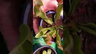 My pitcher and butterwort plants to control fungus gnats