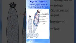 EDUCATIONAL VIDEO, PHYLUM PORIFERA. #class11, #biology #animalkingdom, #zoology, #cbse, #phylum.