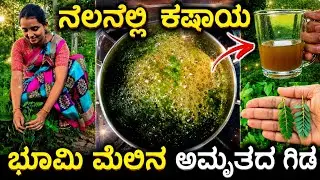 ಜೊಂಡೀಸ್ ಸೇರಿದಂತೆ ಹಲವಾರು ರೋಗಗಳನ್ನು ಒದ್ದೋಡಿಸುತ್ತೆ ಈ ಪುಟ್ಟ ಗಿಡದ ಕಷಾಯ | Nelanelli kashaya | Bhumi amla