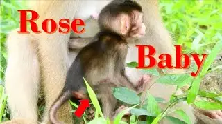 congratulation ! Youngest rose Monkey know how to nursing Baby monkey Very well