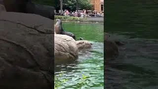 See Lion loud Roar at Bronx Zoo New York City @TheOpenWalk #shorts #bronxzoo #youtubeshorts #nyc