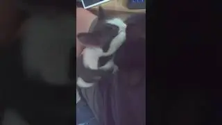 Eight Week Old Kittens Clean Each Other After Eating