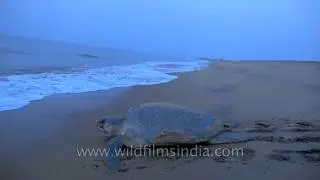Slow motion video of an adult Olive Ridley turtle going into the sea | Rushikulya, Orissa