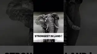 Strongest in whole bloodline #motivation #diteplan #gymexercises #gym #blood #line #strong #edit