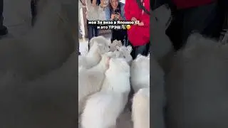3-я виза в Японию это треш 😨🇯🇵