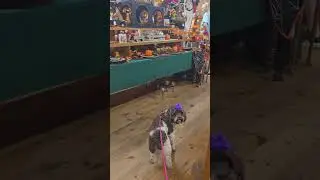Shopping at Keystone, South Dakota, USA 🇺🇸 #furdad #puppy #furmom #cockapoos #doglover