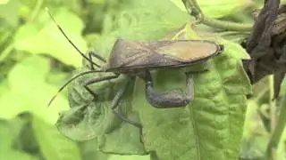 アシブトカメムシ/Anoplocnemis phasiana 01