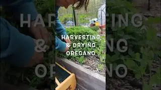 OREGANO HARVESTED & DRIED | I tried a different method, same result but not faster | #herbgarden