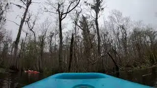 Manchac Swamp