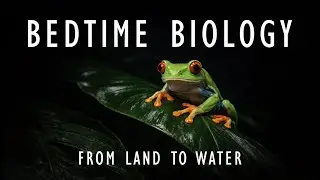 Amphibians: Animals that Live Between Land and Water | Science To Sleep To