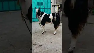 Kota Goat Transformation🔥 #shorts #kotabakra #amazing #transformation
