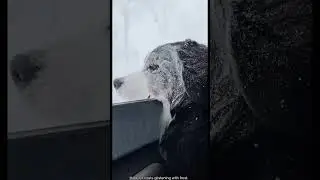 Animals Love Snow ❄️🐾 | Adorable Winter Moments in the Wild