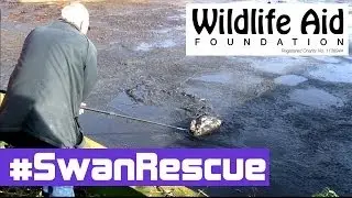 Beautiful Swan Rescued from the Horror of a Human Waste Tank