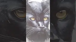 Black Cat