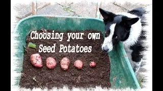 Grow Potatoes.  Save potatoes for seed. What's the best size potato to save?