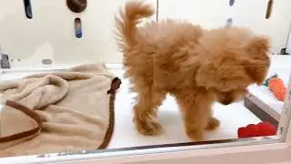 タイニープードルくん