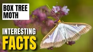 Amazing facts of Box Tree Moth | Interesting Facts | The Beast World
